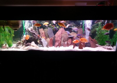Glass fish tank aquarium
